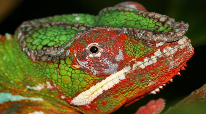 chameleon-up-close-stock-photos-959975